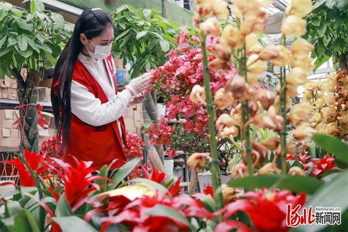 唐山開平 基地 市場(chǎng)發(fā)展花卉產(chǎn)業(yè)鳳凰網(wǎng)河北 鳳凰網(wǎng)