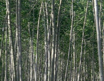 供應綠景苗圃供應喬木白毛楊 綠景苗木花卉基地 火炬 法桐千頭椿 速生楊 毛白楊 沙地柏 云杉 松柏等等
