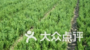 大眾點評
