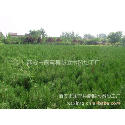 喬木 建材加工 家居用品加工 原木–