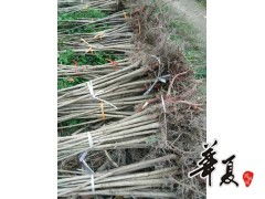 七葉樹裝車苗 供應產品 城固縣鑫盟苗木專業合作社