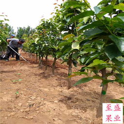全紅梨樹(shù)苗河北便宜基地