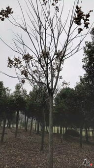 公司精品苗木欒樹(shù)展示