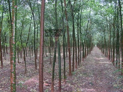 耐寒苗木、北欒、垂柳、旱柳、國槐圖片