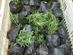 專業(yè)種植熏衣草--濰坊品質(zhì)好的熏衣草·廠家直銷圖片|專業(yè)種植熏衣草--濰坊品質(zhì)好的熏衣草·廠家直銷產(chǎn)品圖片由青州市洺瑜花卉苗木家庭農(nóng)場公司生產(chǎn)提供-