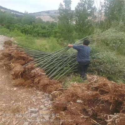 主營產(chǎn)品:花卉租擺、工廠綠化工程、各種綠化苗木、花卉基地直銷