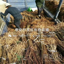 【新梨7號(hào)梨苗批發(fā)基地、新梨7號(hào)梨苗多少錢(qián)一棵】-